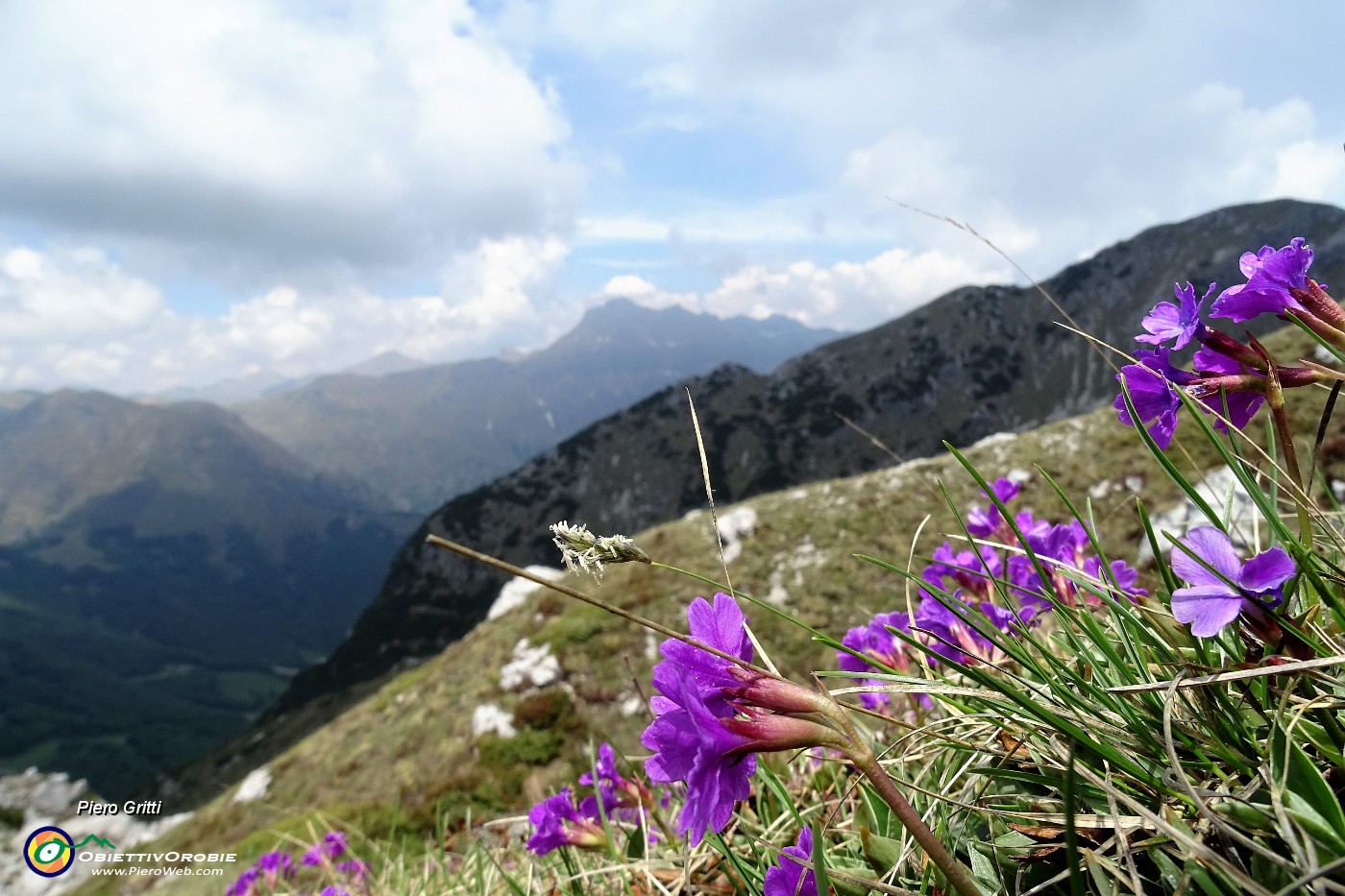 77 Primula hirsuta con vista in Corna Grande e Tre Signori.JPG